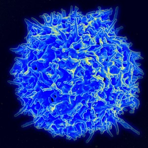 Healthy Human T Cells