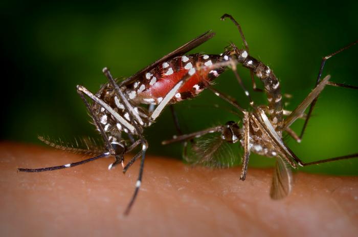 CDC_Aedes_albopictus_4409_lores